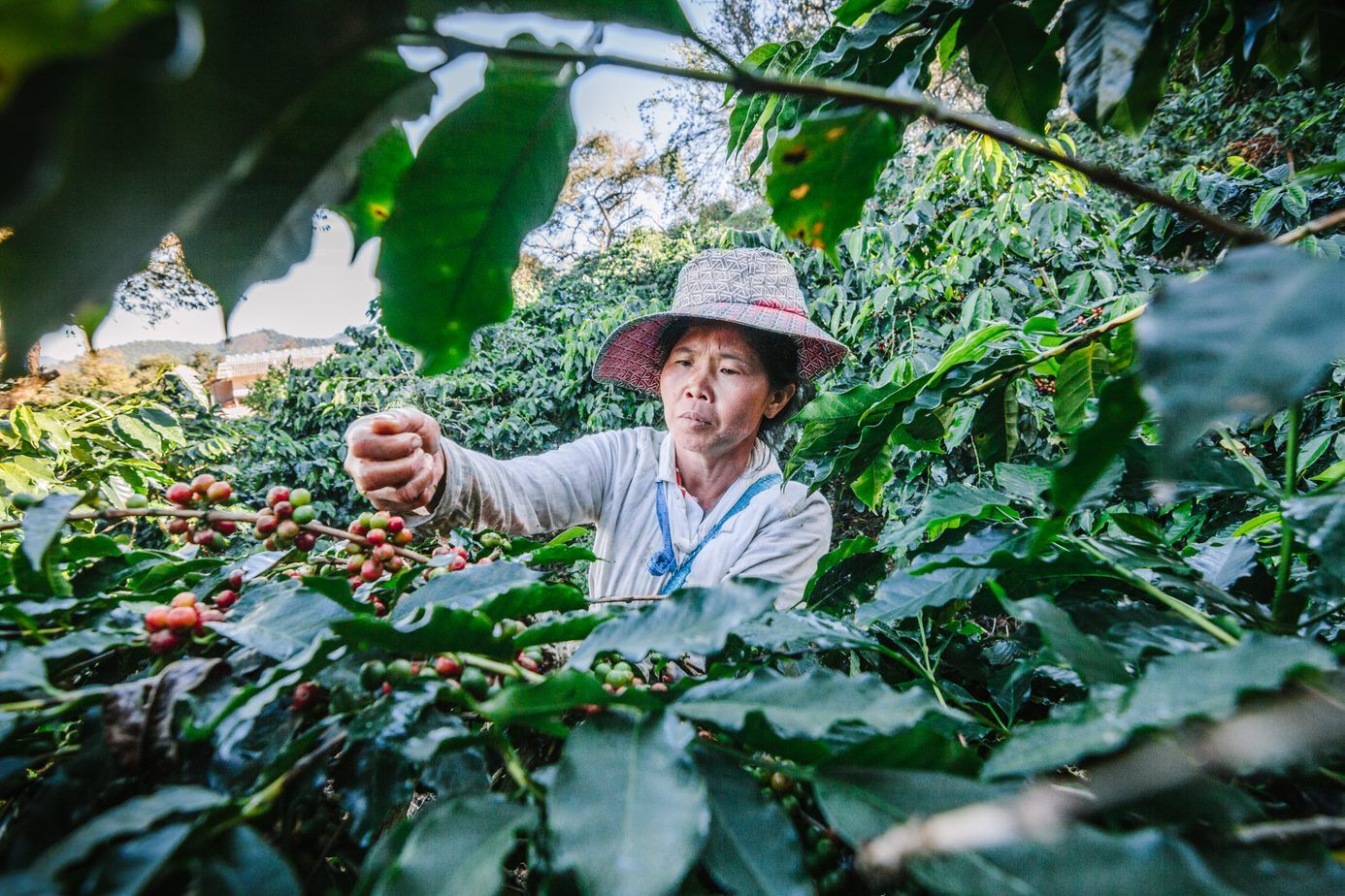 Experience Thailand’s royal coffee projects with guided tours